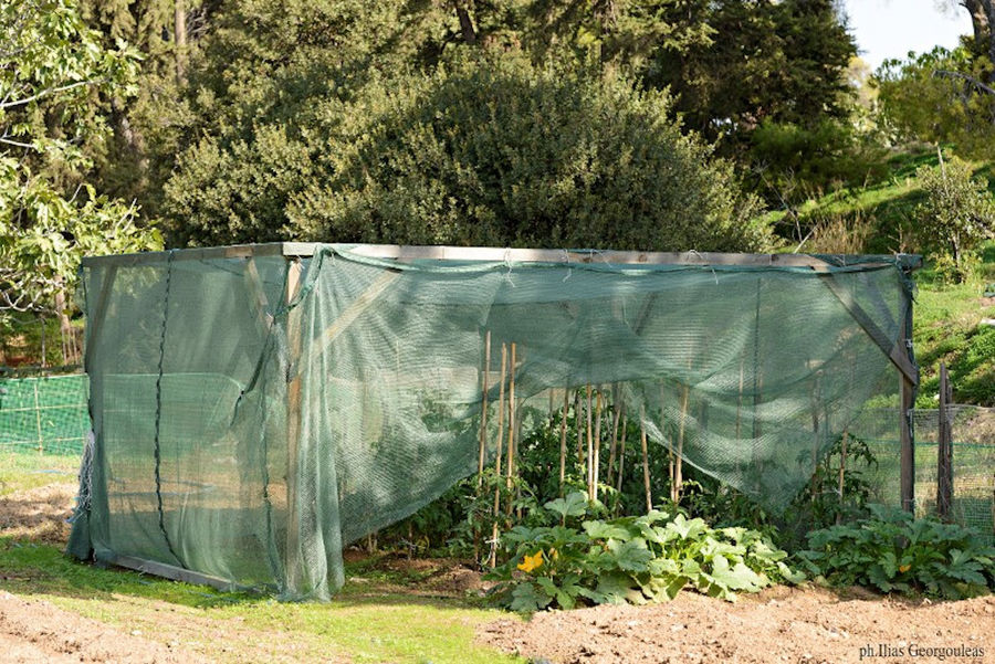 vegetables' garden at Pyrgos Vasilissis winery surrounding by trees